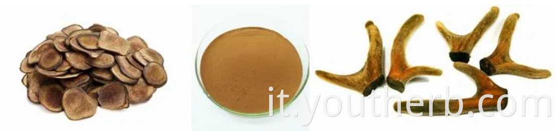 Deer Antler Velvet Extract